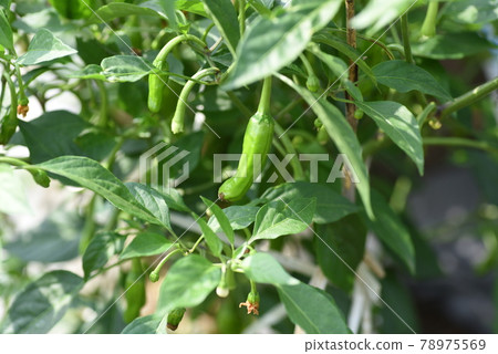 Shishito pepper cultivation Shishito pepper cultivation 78975569