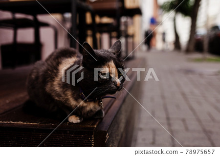 Fluffy multicolored cat 78975657