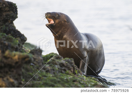 Sea Lion pup , Patagonia Argentina Sea Lion pup , Patagonia Argentina 78975926