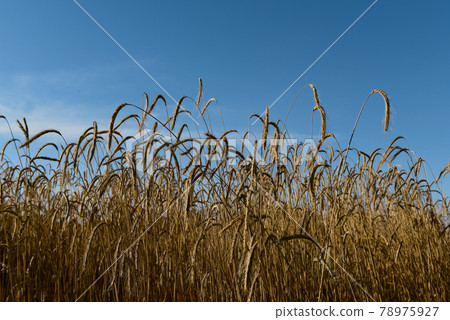 Wheat spikes ,cereal planted in La Pampa, Argentina Wheat spikes ,cereal planted in La Pampa, Argentina 78975927