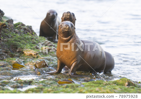 Sea Lion pup , Patagonia Argentina 78975928