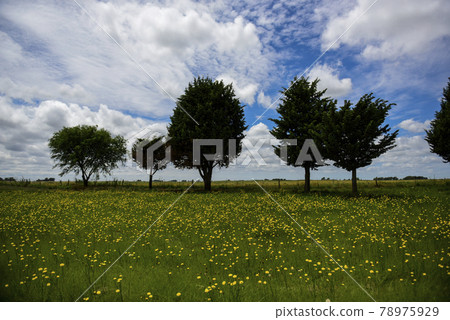 Wild flowers and pines, Patagonia Wild flowers and pines, Patagonia 78975929