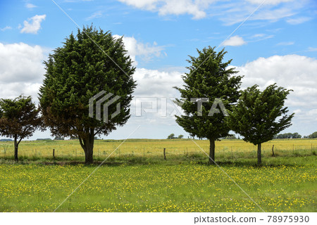 Wild flowers and pines, Patagonia Wild flowers and pines, Patagonia 78975930