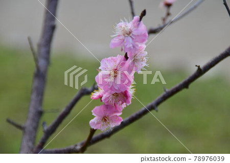 Plum blossom Plum blossom 78976039