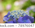 hydrangea   78976047