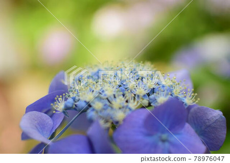 hydrangea hydrangea 78976047