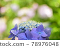 hydrangea   78976048