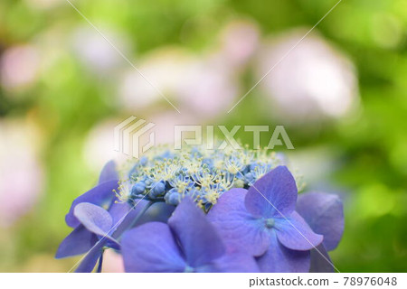 hydrangea hydrangea 78976048