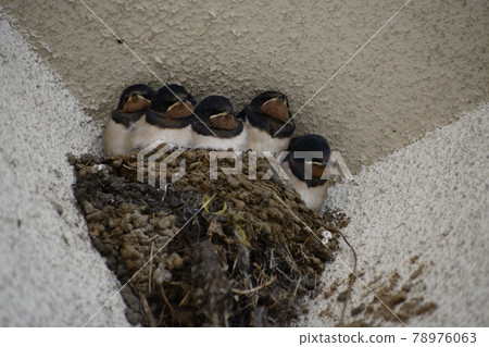 Swallow chicks just before fledging 78976063
