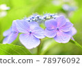 hydrangea   78976092