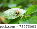 Snail 78976093
