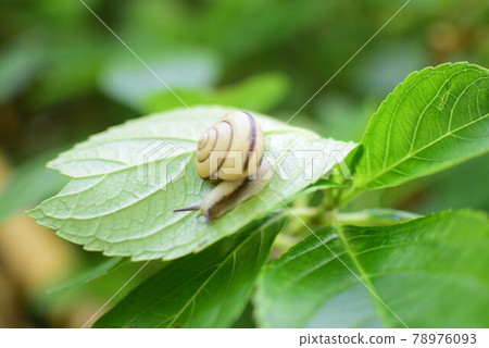 Snail Snail 78976093