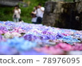 Hydrangea floating in water 78976095