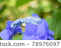 hydrangea   78976097