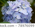 hydrangea   78976099