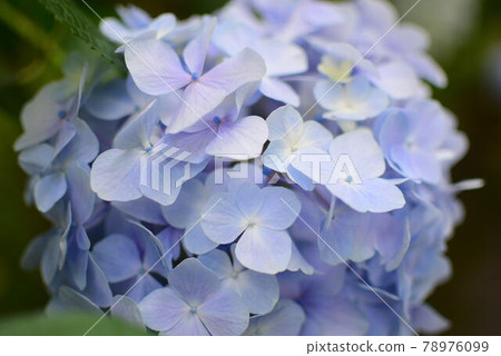 hydrangea hydrangea 78976099