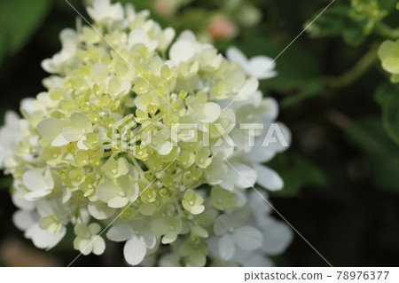 PeeGee繡球花 78976377