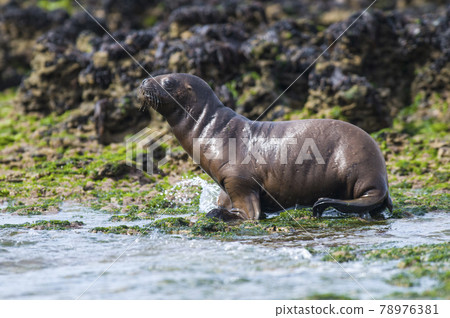 Sea Lion pup , Patagonia Argentina 78976381