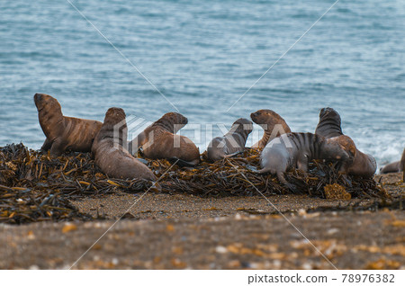 Mother and baby sea lion, Patagonia 78976382