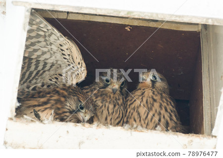 [Kestrel] 在通風口長大的可愛小雞 78976477