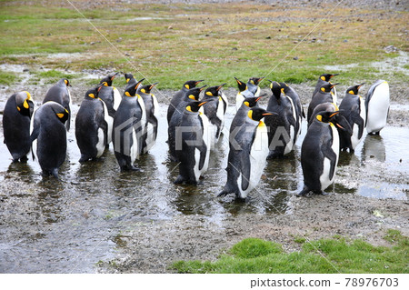 企鵝王（南喬治亞島） 78976703