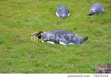 King Penguin (South Georgia) 78976704