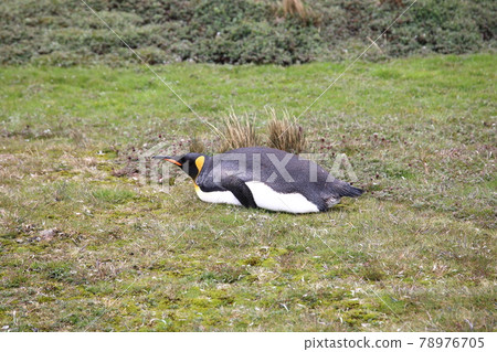 King Penguin (South Georgia) King Penguin (South Georgia) 78976705