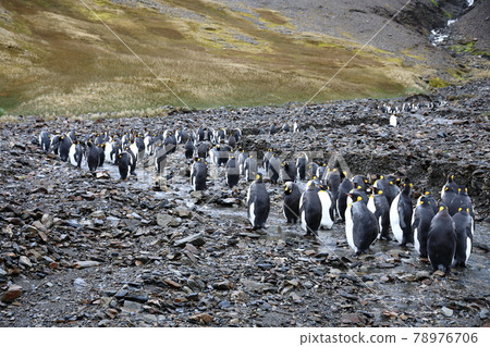 企鵝王(南喬治亞島) 企鵝王(南喬治亞島) 78976706