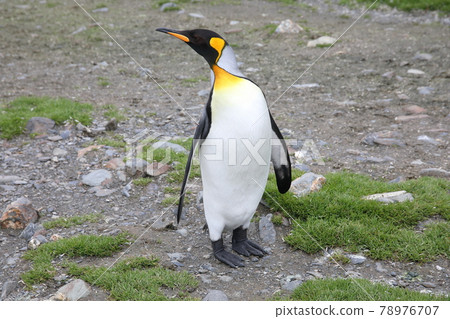 King Penguin (South Georgia) King Penguin (South Georgia) 78976707