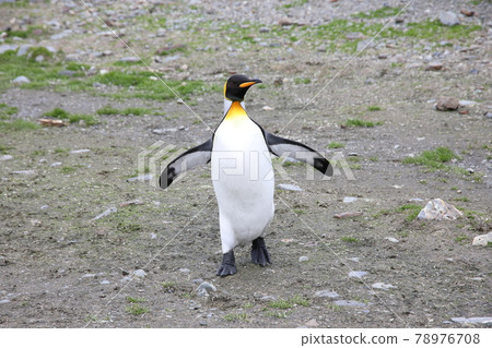 King Penguin (South Georgia) King Penguin (South Georgia) 78976708
