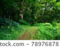 Hydrangea blooms, Funabashi City, Chiba Prefecture, Yagi Gaya no Mori Ryokuchi 78976878