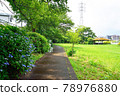 Hydrangea blooms, Funabashi City, Chiba Prefecture, Yagigaya Ryokuchi 78976880