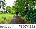 Hydrangea blooms, Funabashi City, Chiba Prefecture, Yagigaya Ryokuchi 78976882