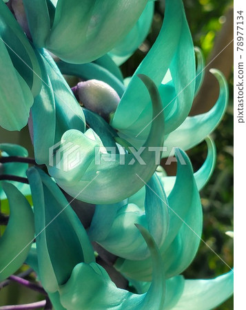 透光的玉藤花瓣 78977134