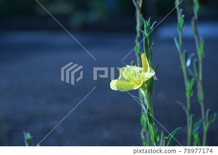月見草 [綠色背景] 78977174