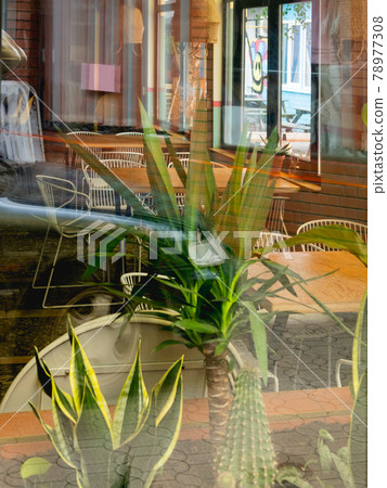 View on cactus, yucca and sansevieria in flower pots through window of cafe. Green leaves of houseplants inside little restaurant. Indoor eco-friendly decorations and live interior details. View on cactus, yucca and sansevieria in flower pots through window of cafe. Green leaves of houseplants inside little restaurant. Indoor eco-friendly decorations and live interior details. 78977308