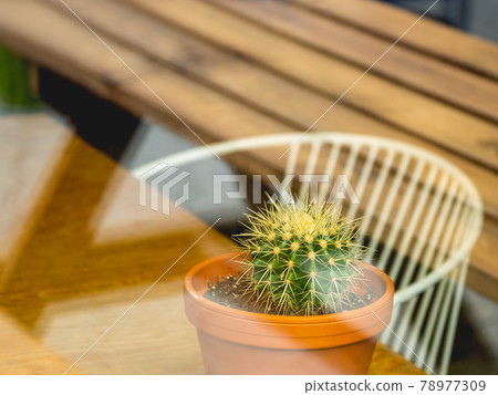 View on little cactus in clay pot through window of cafe. Green leaves of houseplants inside little restaurant. Indoor eco-friendly decorations and live interior details. View on little cactus in clay pot through window of cafe. Green leaves of houseplants inside little restaurant. Indoor eco-friendly decorations and live interior details. 78977309