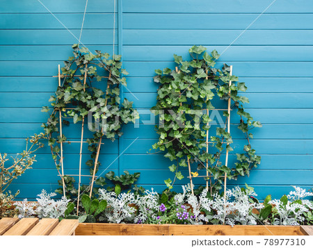 Wooden flower pot with ivy, cactuses and cineraria. Blue wooden wall of backyard with growing plants. Landscaping. 78977310