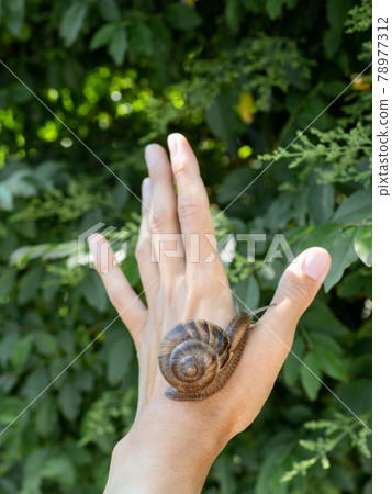 Woman hand with live snail on green foliage background. Shelled gastropod crawls on human palm. Symbol of nature exploration, unity of people and nature. Woman hand with live snail on green foliage background. Shelled gastropod crawls on human palm. Symbol of nature exploration, unity of people and nature. 78977312