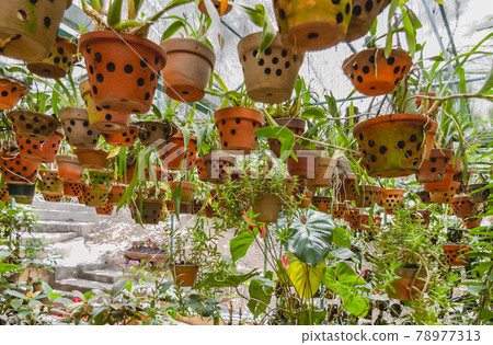 Greenhouse with hanging clay pots. Special flower pots with holes for aerial roots of tropical plants and orchids. 78977313