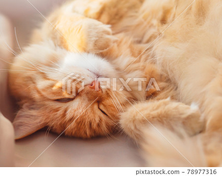 Cute ginger cat sleeps on beige cloth. Fluffy domestic animal has a nap on sunlight. Cozy home lit with sunlight. Cute ginger cat sleeps on beige cloth. Fluffy domestic animal has a nap on sunlight. Cozy home lit with sunlight. 78977316