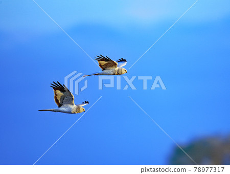 Hen Harrier_20081206_5035 Hen Harrier_20081206_5035 78977317