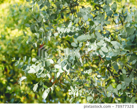 Natural summer background with foliage of Eucalyptus cinerea, commonly known as Argyle apple, mealy stringbark or silver dollar tree. Sochi, Russia. Natural summer background with foliage of Eucalyptus cinerea, commonly known as Argyle apple, mealy stringbark or silver dollar tree. Sochi, Russia. 78977328