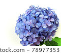 單繡球花、雨季花 78977353