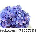 單繡球花、雨季花 78977354