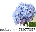 單繡球花、雨季花 78977357