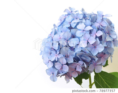 單繡球花、雨季花 單繡球花、雨季花 78977357