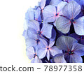 單繡球花、雨季花 78977358