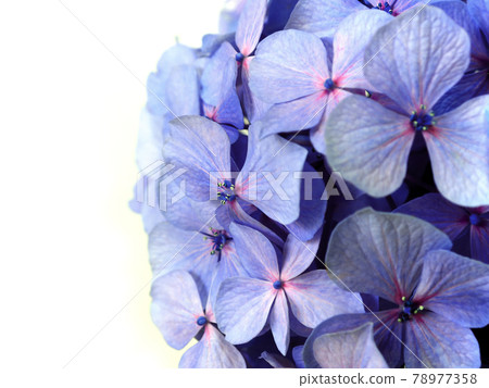 Single hydrangea flower, rainy season flower Single hydrangea flower, rainy season flower 78977358