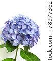單繡球花、雨季花 78977362
